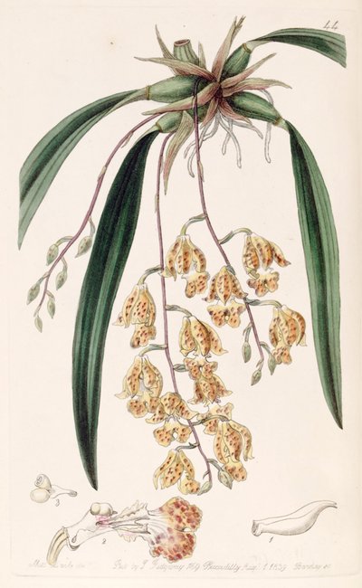 Illustration of Rodriguezia sticta (as syn. Burlingtonia maculata) by Miss Drake